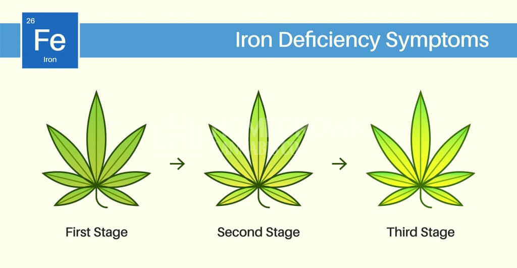 Iron deficiency symptoms