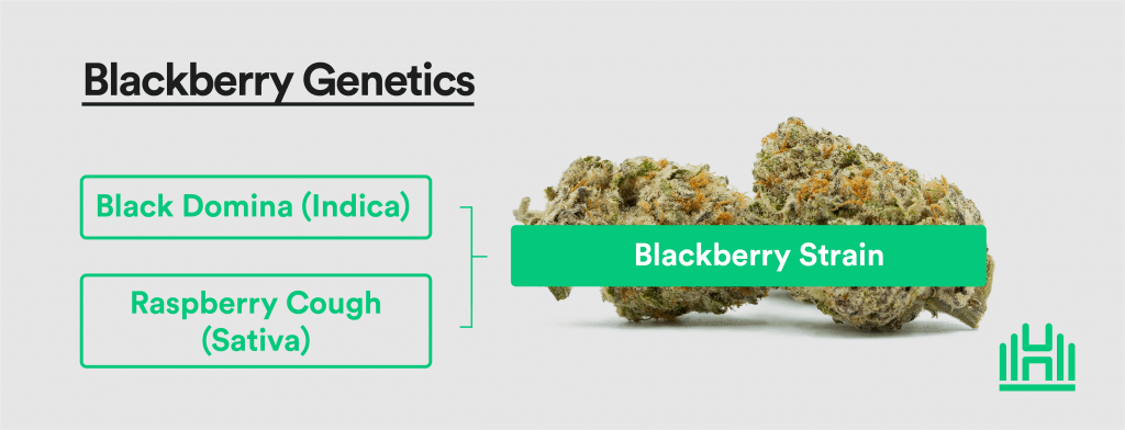 Blackberry genetics