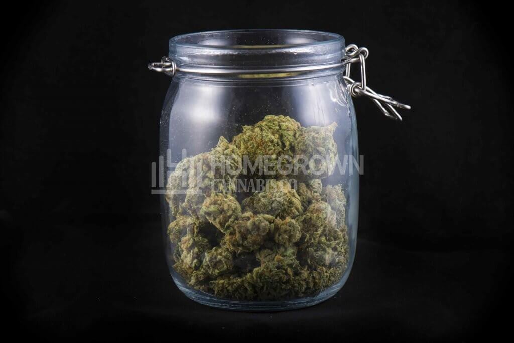 Cannabis Buds Curing in Mason Jar