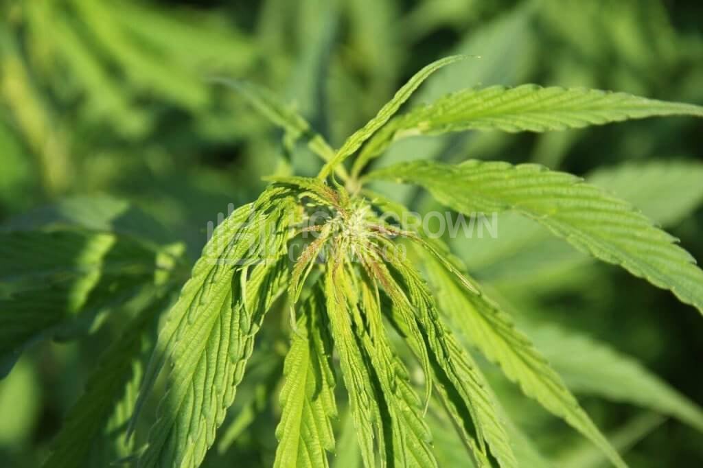 Droopy marijuana leaves