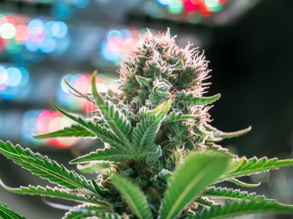 Cannabis flower under grow lights