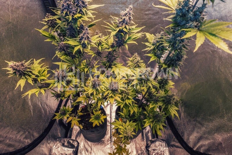 Small cannabis grow box