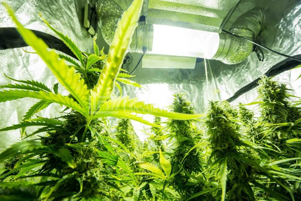 Cannabis indoor cultivation - Cannabis grow box
