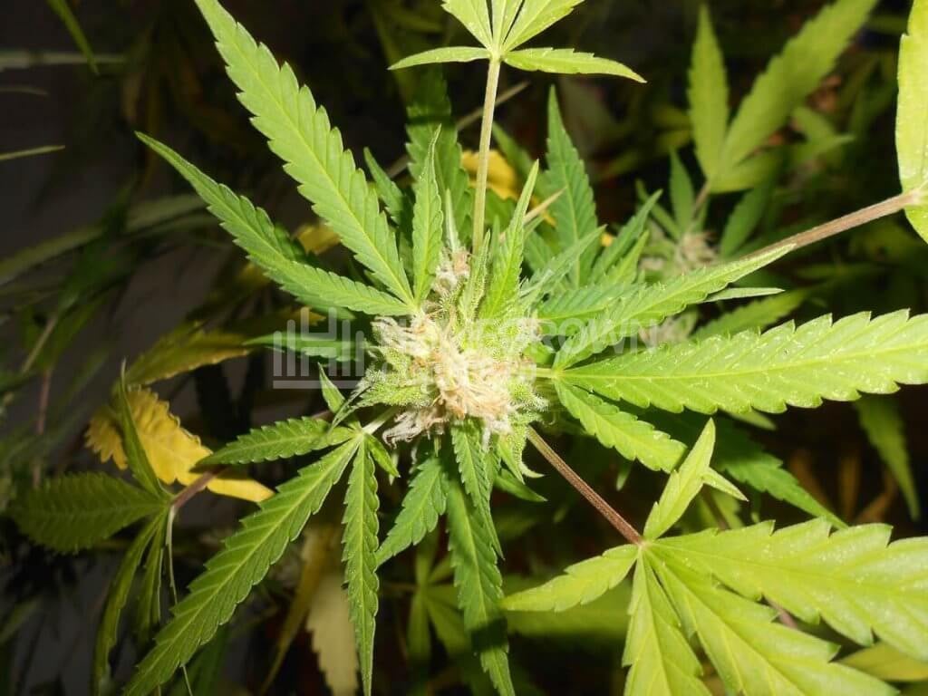 Cannabis plant with nutrient deficiency