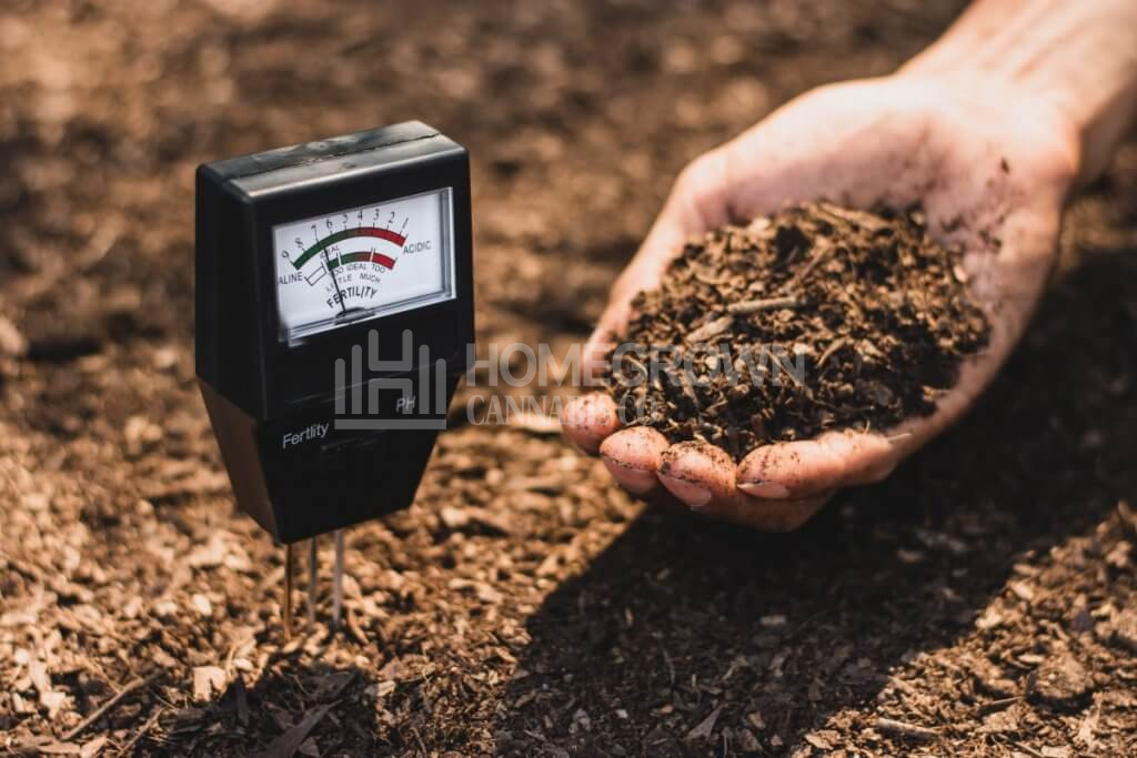 Checking pH Soil