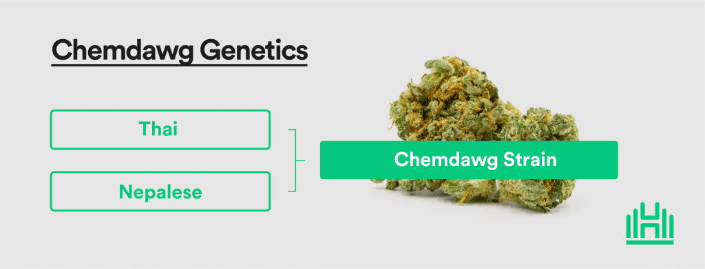 Chemdawg genetics