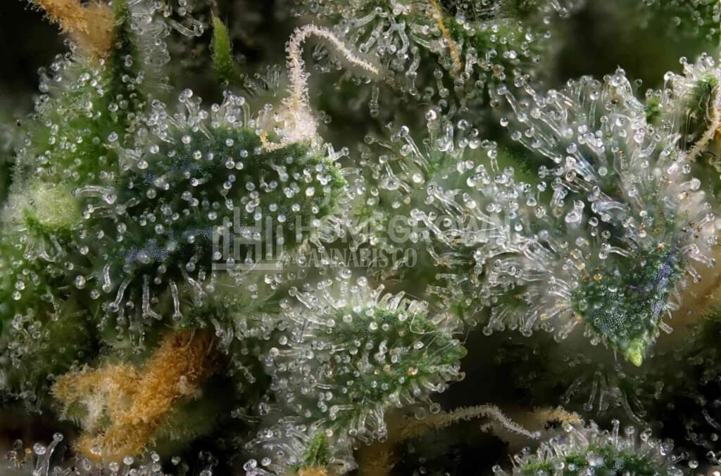Clear Trichomes in a Cannabis Bud