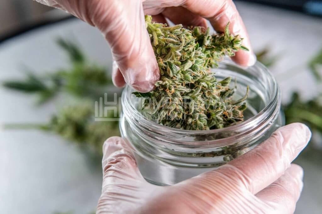 Curing Marijuana Buds in Jars
