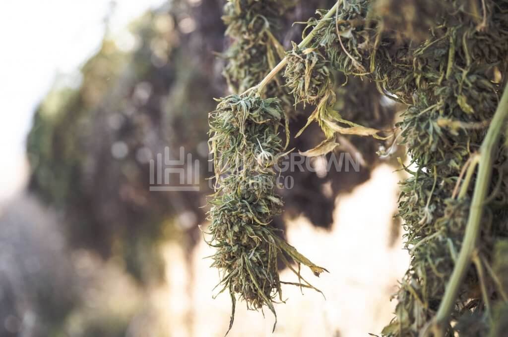 Drying Cannabis Buds