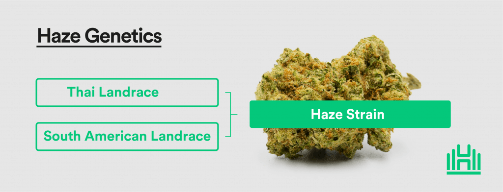 Haze strain genetics