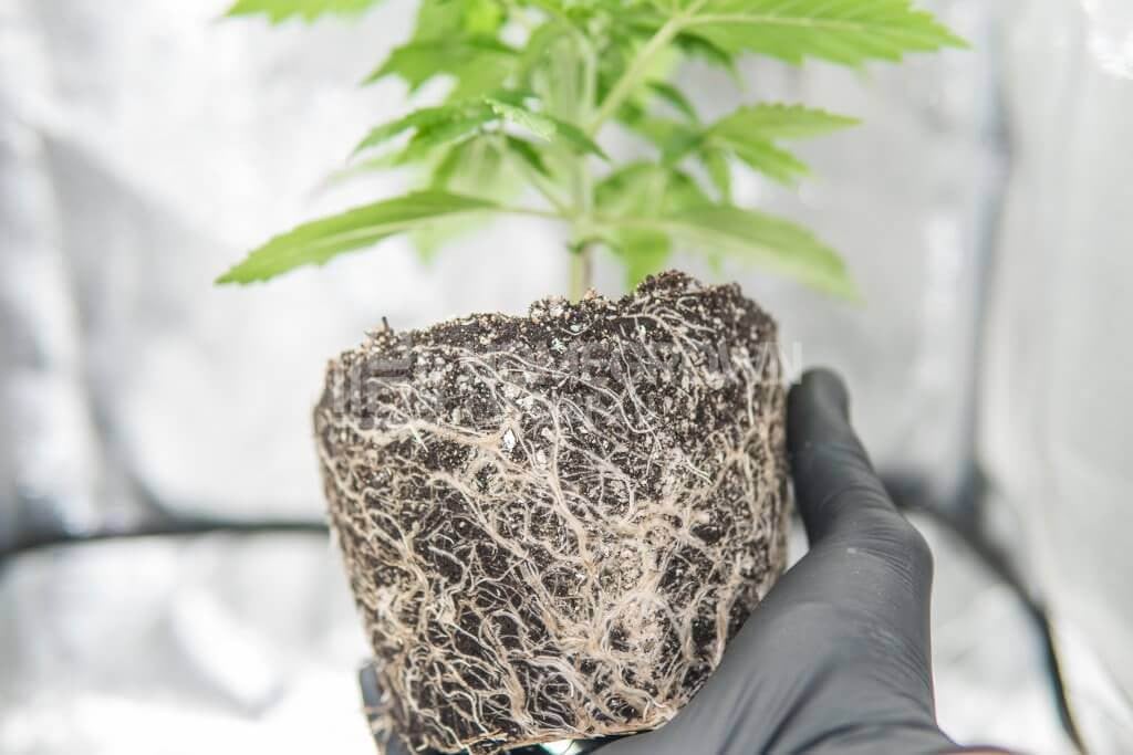 Marijuana roots