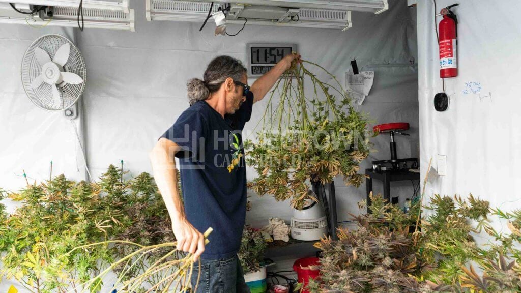 Kyle Kushman Harvesting Weed