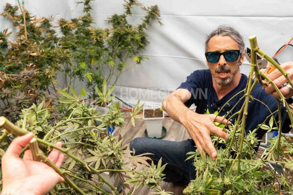 Kyle Kushman Harvesting Marijuana