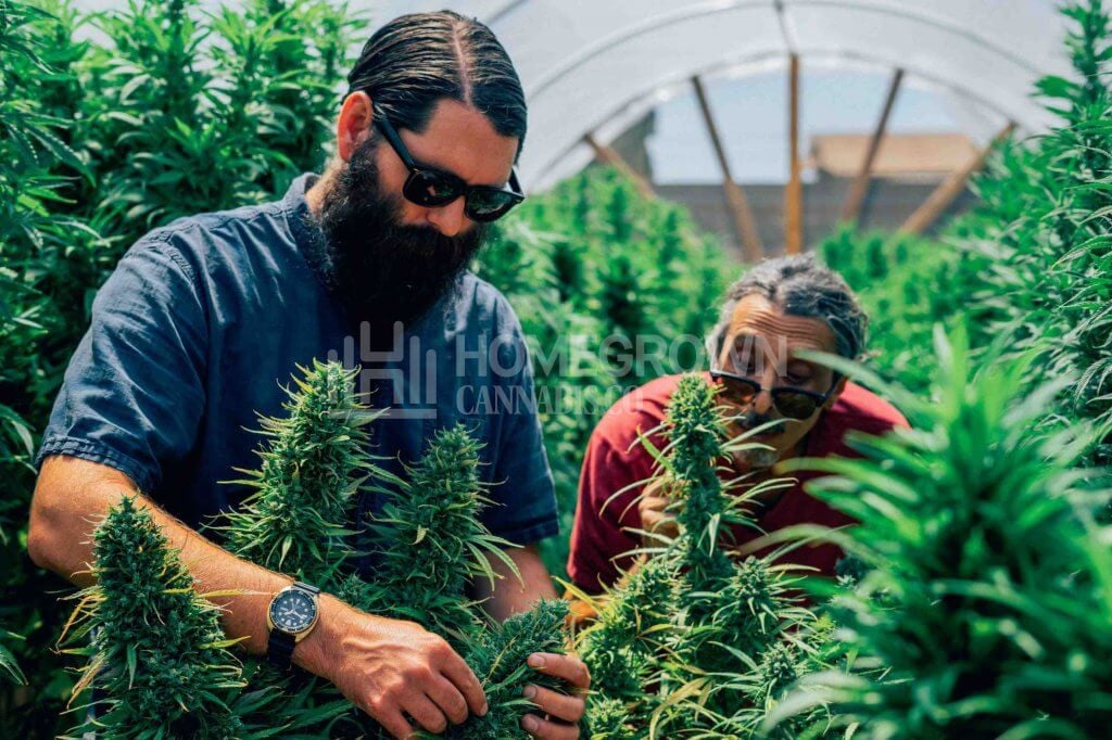 Kyle Kushman and Parker Harvesting Cannabis Outdoors