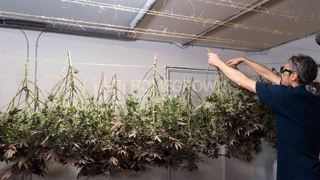 Kyle Kushman hanging plants upside down