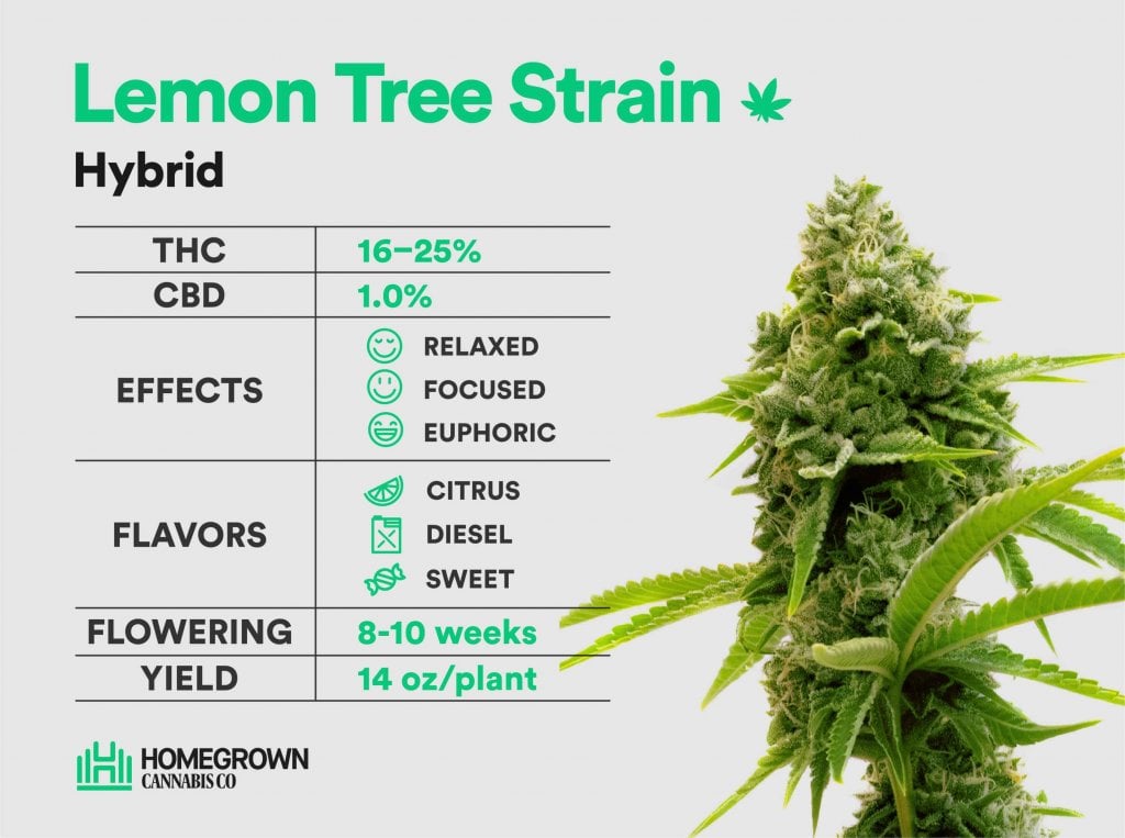 Lemon Tree strain information