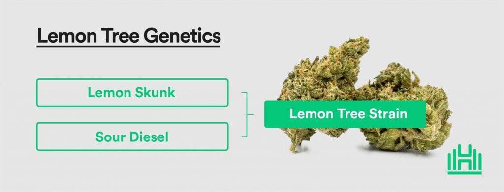Lemon Tree Strain Genetics
