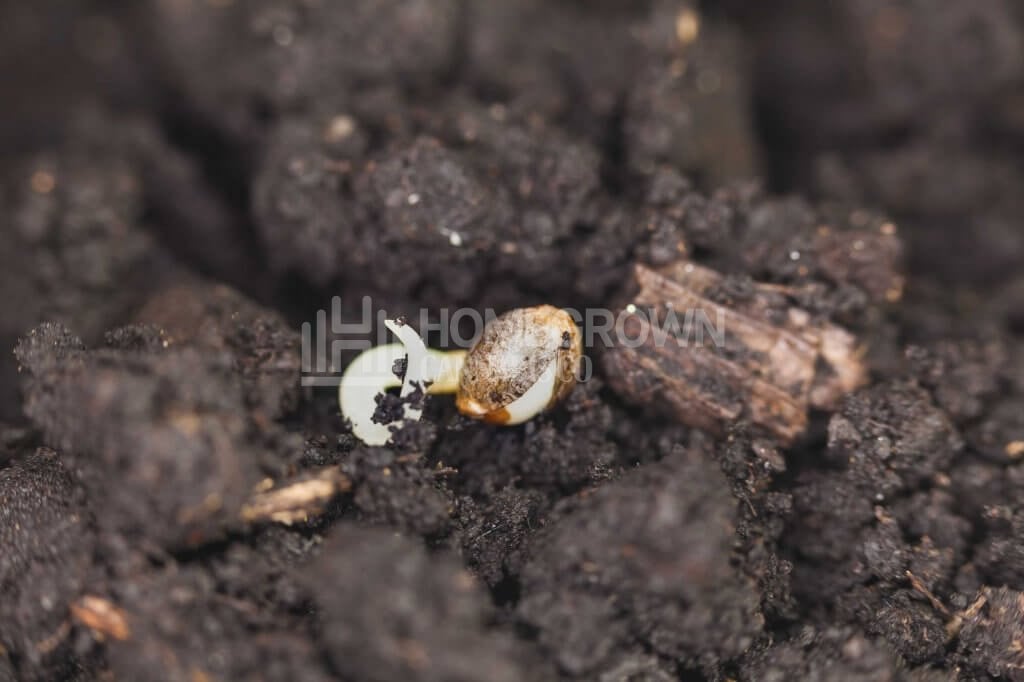 Sprouted cannabis seed in soil