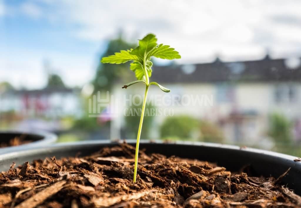 Marijuana seedling outdoors