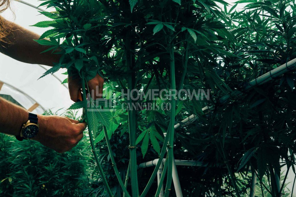 Parker defoliating cannabis plant