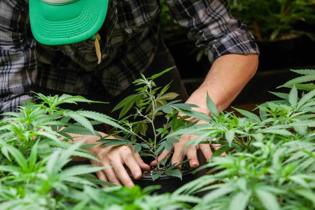 Parker transplanting cannabis plants