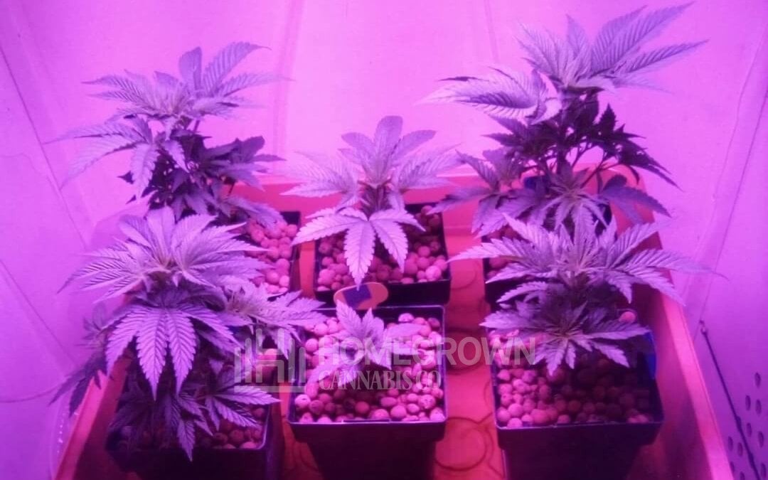 Cannabis in veg stage under LED lights