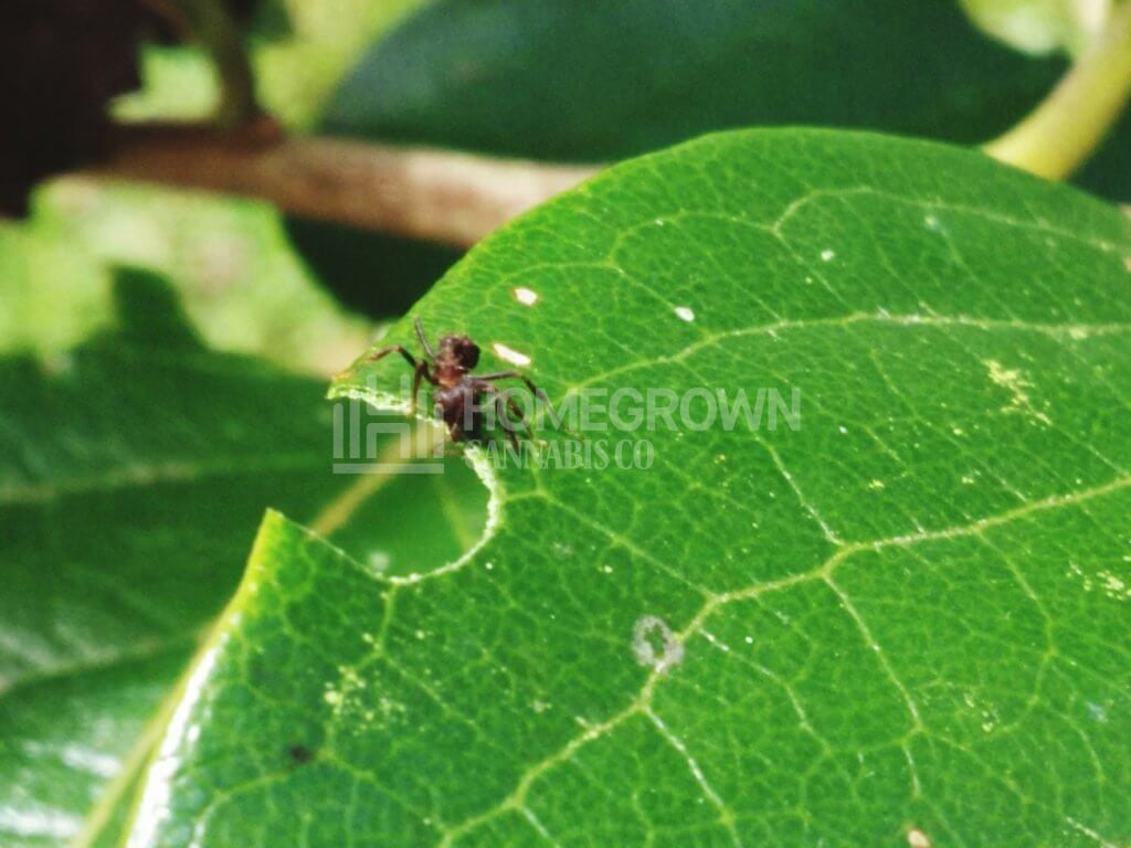 Ant eating leaf