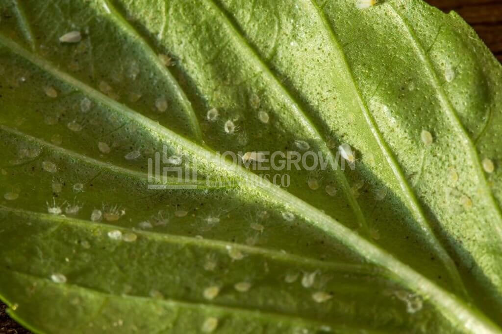 Aphids on the leaf