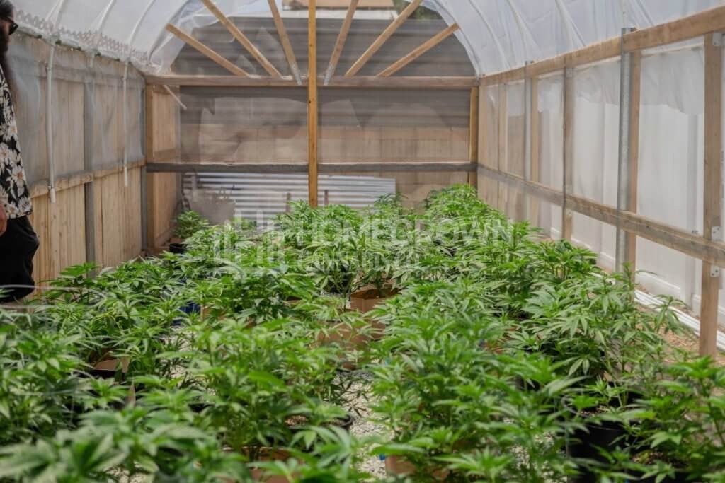 Outdoors cannabis greenhouse