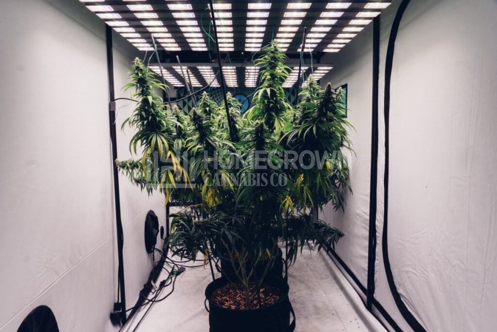 Cannabis flowering indoors