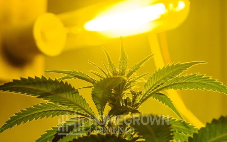 Cannabis plant under HPS grow light