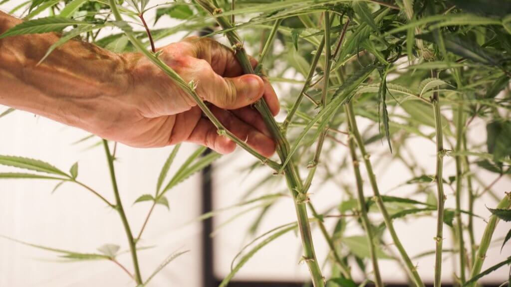 holding cannabis stem