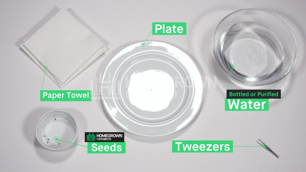 how to germinate marijuana seeds - paper towel (1)