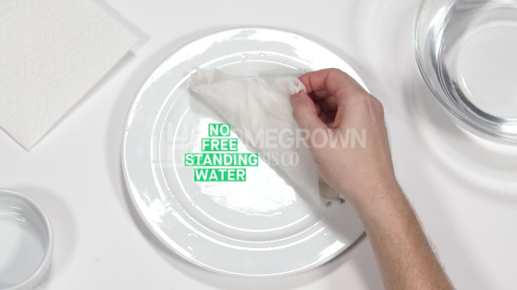 how to germinate marijuana seeds - paper towel (3)