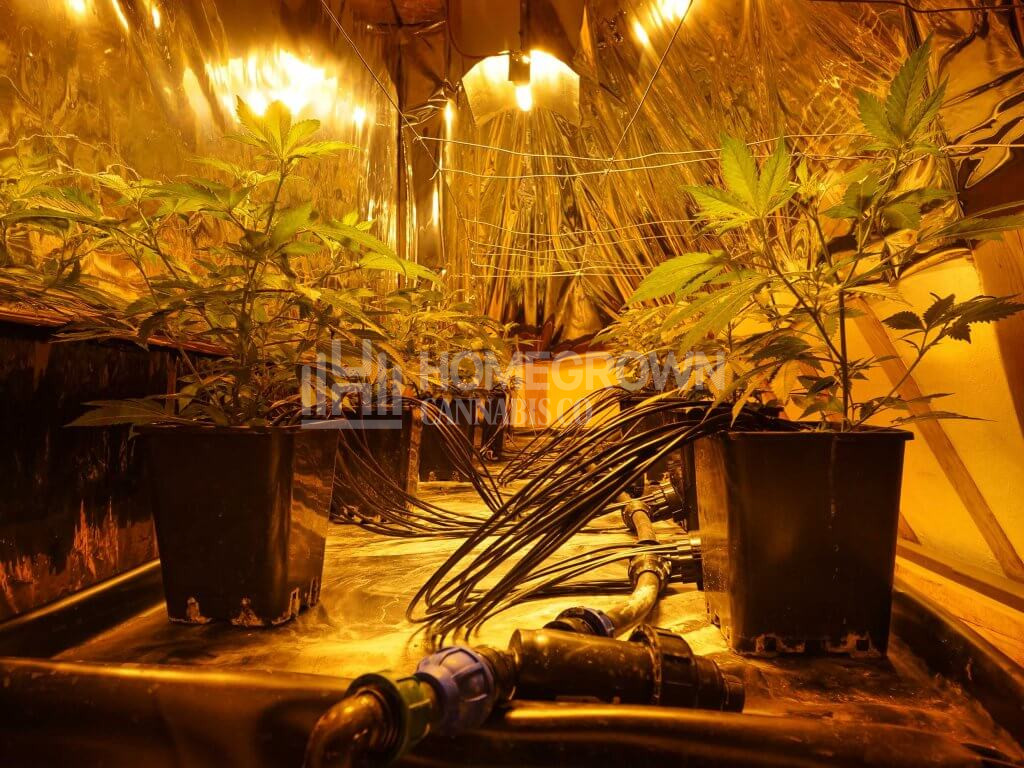 Cannabis indoor grow tent