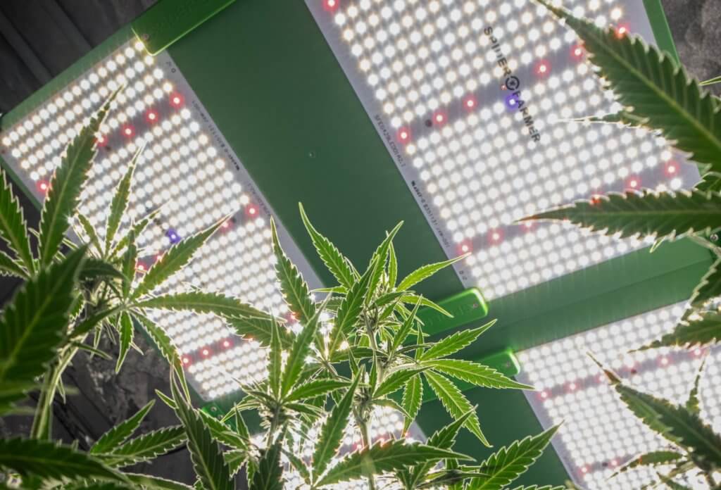 Cannabis flower under grow lights