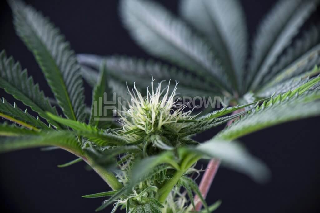 Marijuana early flower