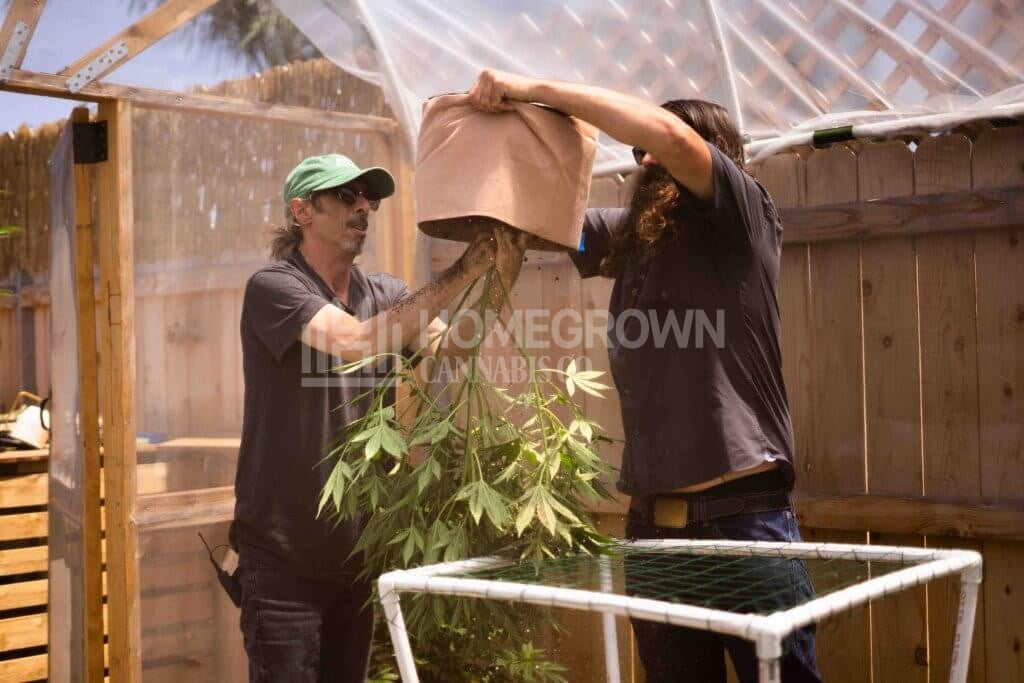 tranplanting cannabis plant