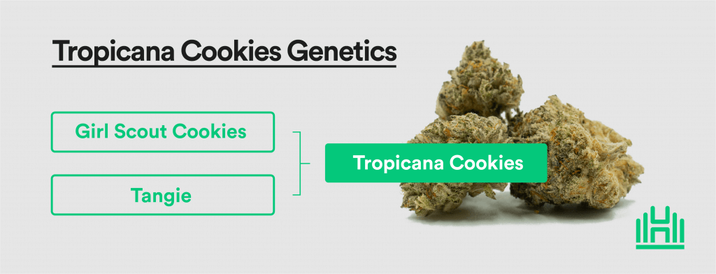 Tropicana cookies genetics