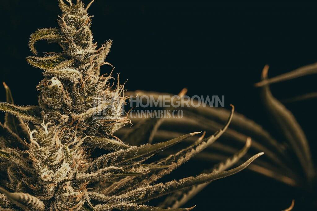 Weed strains for beginners