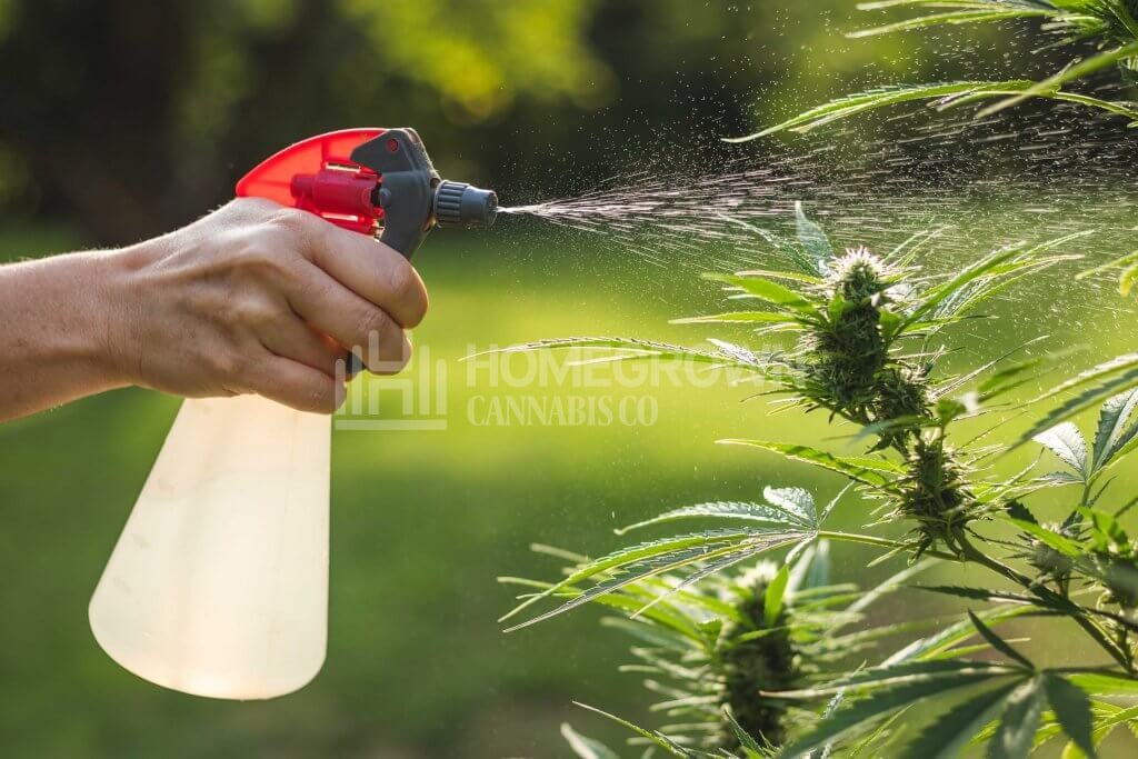 Adding insecticide to cannabis plants