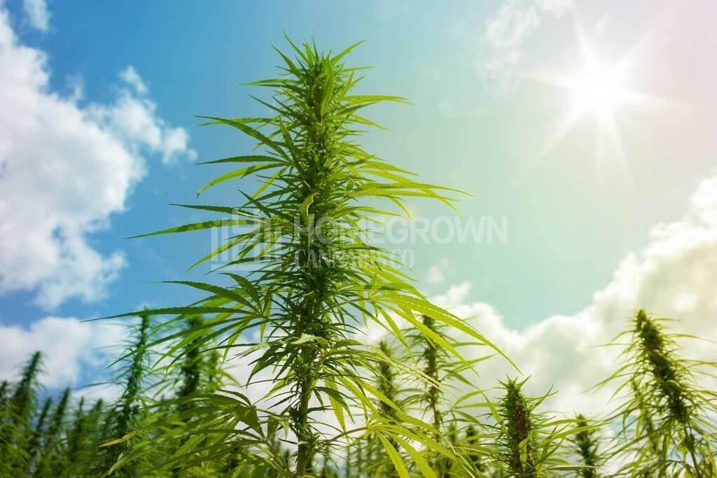 Cannabis outdoors in sunlight