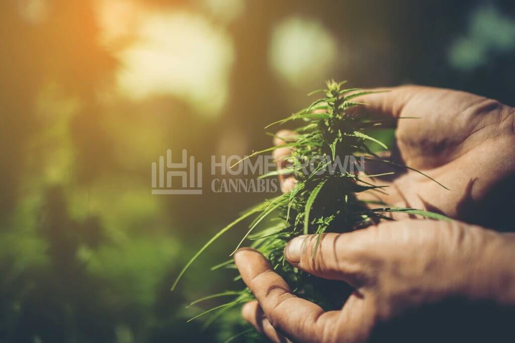 How to grow organic weed