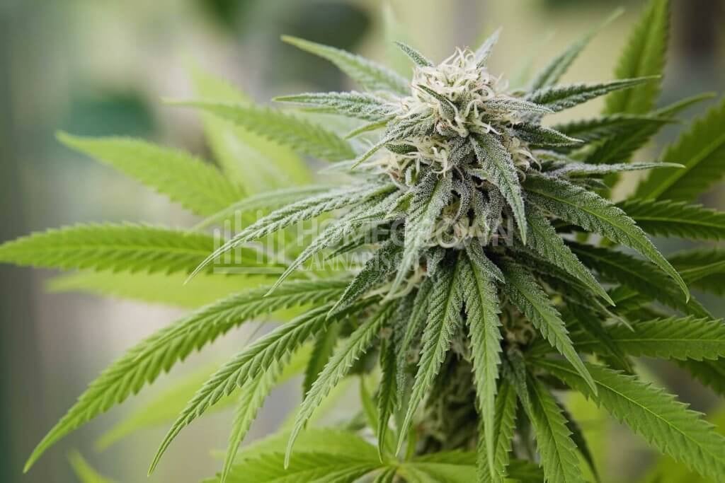 Marijuana flowering outdoors - indoor vs outdoor weed