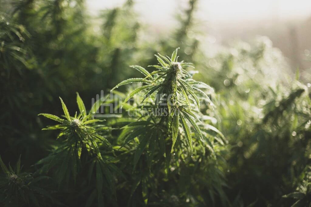 Cannabis farm outdoor