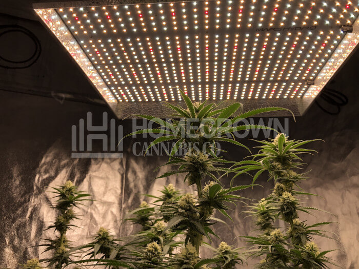 weed plants under led lights