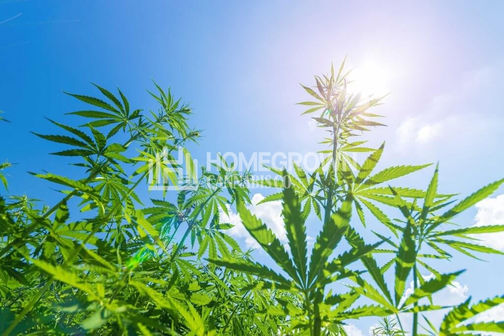 Weed under sunlight