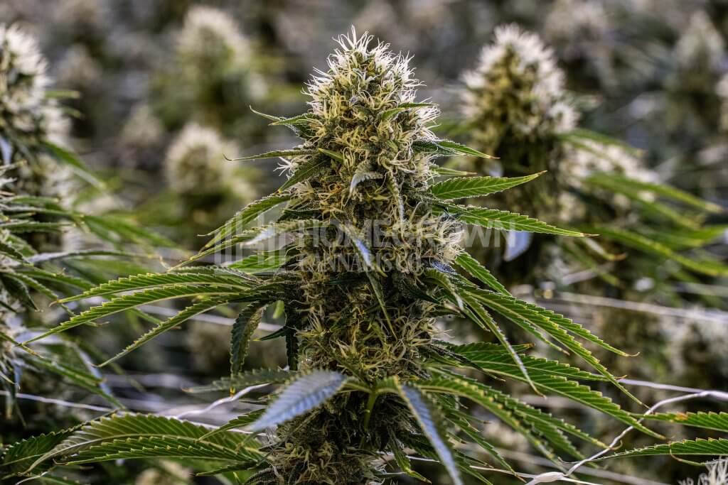 Fast flowering cannabis plants
