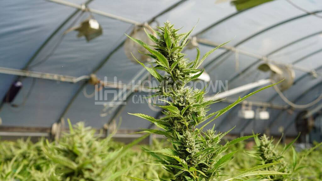 Cannabis plants in a greenhouse