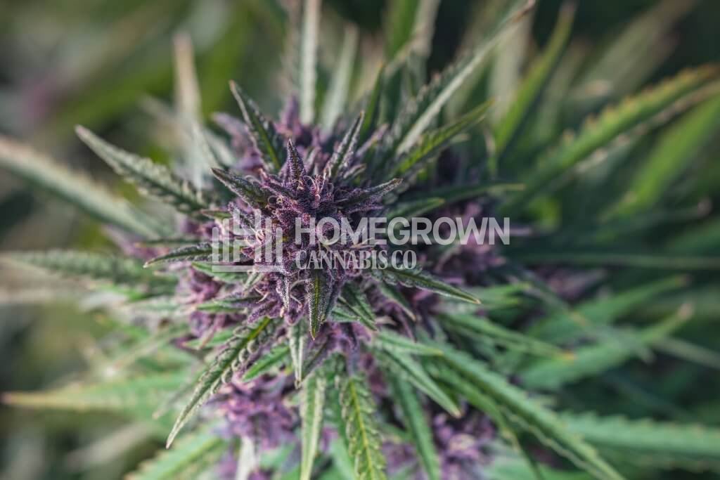 Cannabis flower with purple trichomes